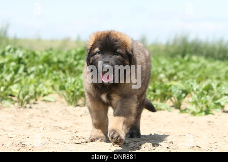 Dog Leonberger /  puppy walking in a field Stock Photo