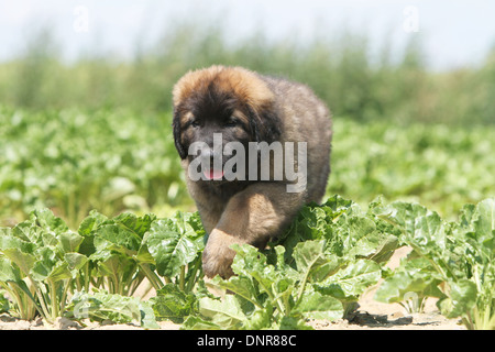 Dog Leonberger /  puppy walking in a field Stock Photo