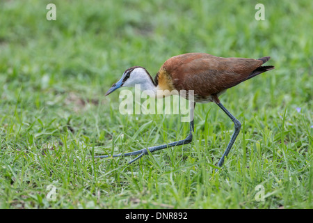 African jacana (Actophilornis africanus) at the Liuwa Plains national park in north-western Zambia. Stock Photo