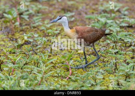 African jacana (Actophilornis africanus) at the Liuwa Plains national park in north-western Zambia. Stock Photo