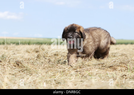 Dog Leonberger /  puppy walking in a field Stock Photo