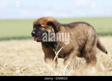 Dog Leonberger /  puppy walking in a field Stock Photo