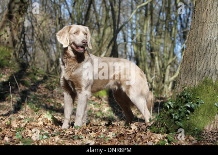 dog Weimaraner longhair / adult standing in a forest