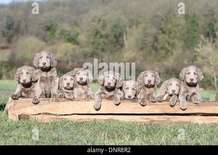 dog Weimaraner longhair /  nine puppies on a tree trunk Stock Photo