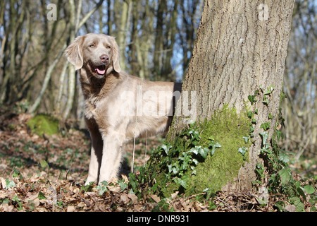 dog Weimaraner longhair / adult standing in a forest