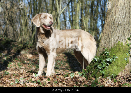 dog Weimaraner longhair / adult standing in a forest
