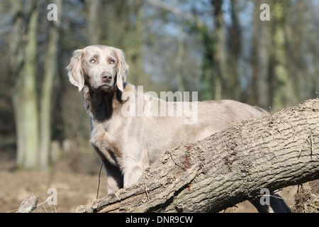 dog Weimaraner longhair / adult standing in a forest