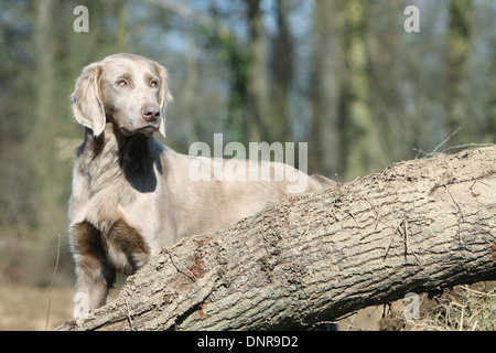 dog Weimaraner longhair / adult standing in a forest
