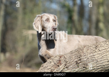 dog Weimaraner longhair / adult standing in a forest
