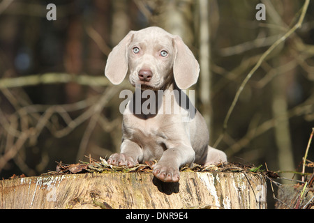 dog Weimaraner shorthair  /  puppy lying in a forest Stock Photo