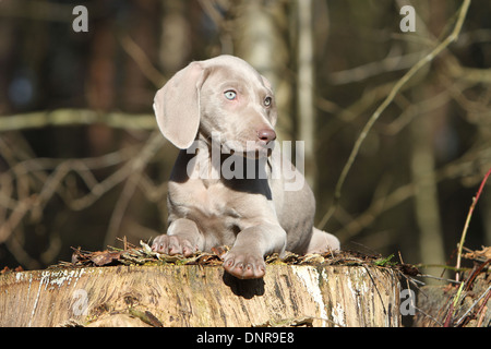 dog Weimaraner shorthair  /  puppy lying in a forest Stock Photo