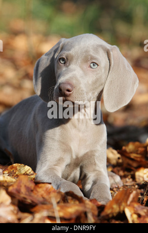 dog Weimaraner shorthair  /  puppy lying in a forest Stock Photo