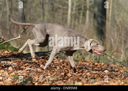 dog Weimaraner shorthair  /  adult running in a forest Stock Photo