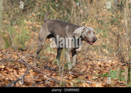 dog Weimaraner shorthair  /  adult running in a forest Stock Photo