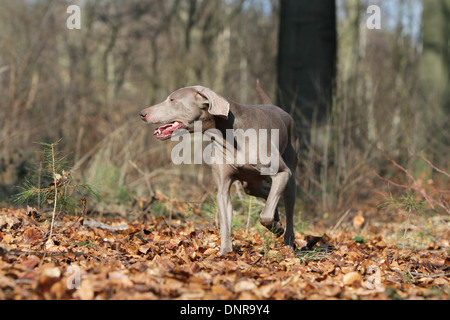 dog Weimaraner shorthair  /  adult running in a forest Stock Photo