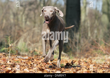 dog Weimaraner shorthair  /  adult running in a forest Stock Photo