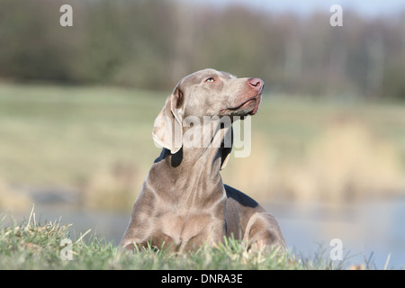 dog Weimaraner shorthair  /  adult lying in a meadow Stock Photo