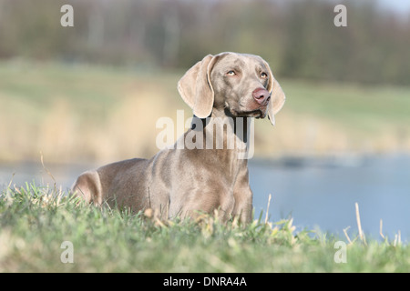 dog Weimaraner shorthair  /  adult lying in a meadow Stock Photo