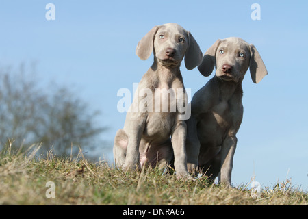 dog Weimaraner shorthair  /  two puppies sitting in a meadow Stock Photo