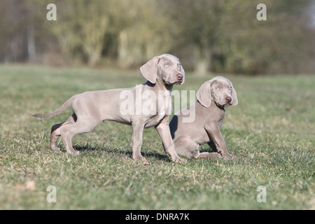 dog Weimaraner shorthair  /  two puppies in a meadow Stock Photo