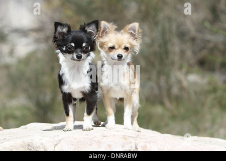 Dog Chihuahua  two puppies longhair standing on a rock Stock Photo