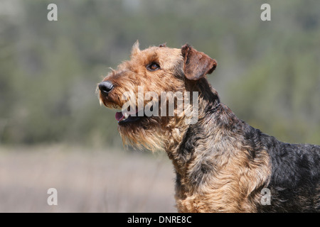 Dog Airedale Terrier / Waterside Terrier  /  adult portrait profile Stock Photo