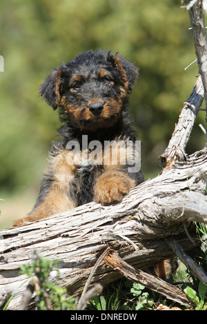 Dog Airedale Terrier / Waterside Terrier  /  puppy lying on a tree trunk Stock Photo