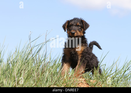 Dog Airedale Terrier / Waterside Terrier  /  puppy standing in a meadow Stock Photo