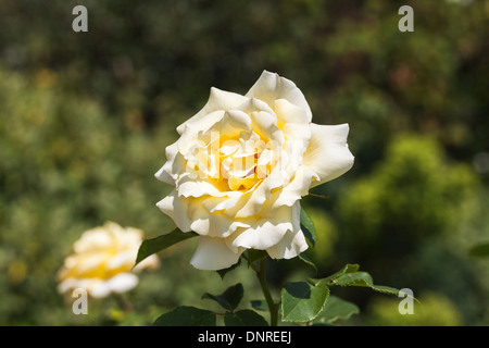 White to creamy yellow coloured rose 'Elina' (Peaudouce) Stock Photo