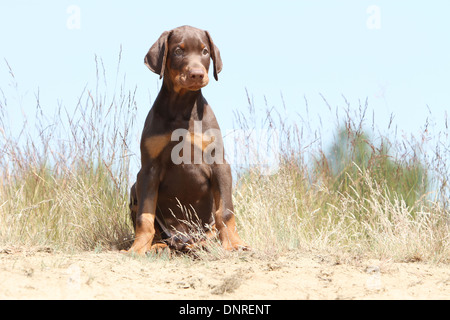 Dog Dobermann / Doberman Pinscher (natural ears) / puppy sitting in dunes Stock Photo