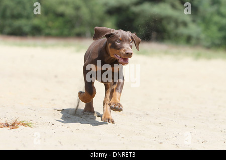 Dog Dobermann / Doberman Pinscher (natural ears)  /  puppy running on the sand Stock Photo