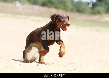 Dog Dobermann / Doberman Pinscher (natural ears)  /  puppy running on the sand Stock Photo