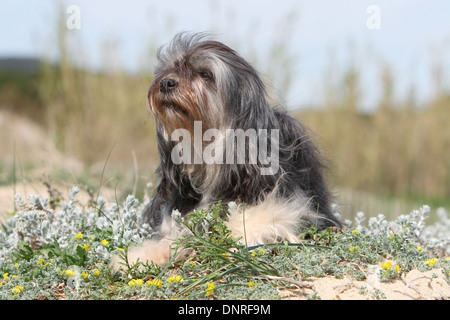 Dog Löwchen / petit chien lion / little lion /  adult lying in dunes Stock Photo