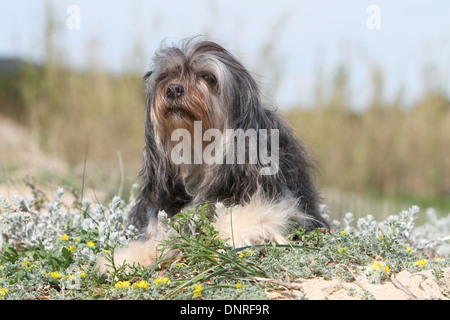 Dog Löwchen / petit chien lion / little lion /  adult lying in dunes Stock Photo