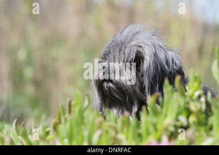Dog Löwchen / petit chien lion / little lion /  adult lying in fatty plants Stock Photo