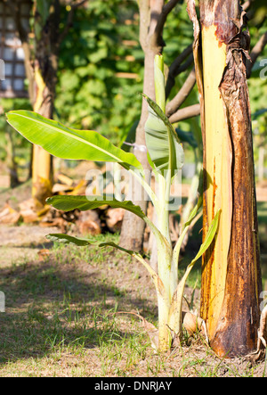 Young banana tree. Stock Photo