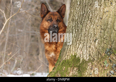 Dog German Shepherd Dog / Deutscher Schäferhund adult sitting in a forest Stock Photo