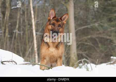 Dog German Shepherd Dog / Deutscher Schäferhund adult standing in snow Stock Photo