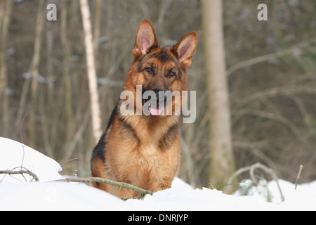 Dog German Shepherd Dog / Deutscher Schäferhund adult standing in snow Stock Photo