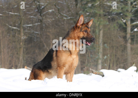 Dog German Shepherd Dog / Deutscher Schäferhund adult standing in snow Stock Photo