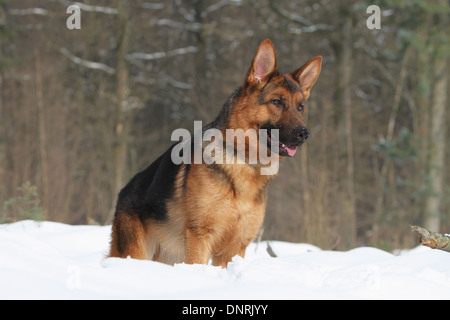 Dog German Shepherd Dog / Deutscher Schäferhund adult standing in snow Stock Photo