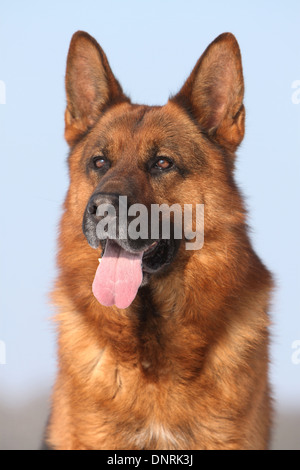 Dog German Shepherd Dog / Deutscher Schäferhund adult portrait Stock Photo