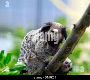 A Black tufted-ear marmoset, Callithrix penicillata at Chimp Haven, Klapmuts, Western CApe, South Africa. Stock Photo