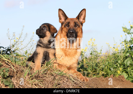 Dog German Shepherd Dog / Deutscher Schäferhund  adult and puppy Stock Photo
