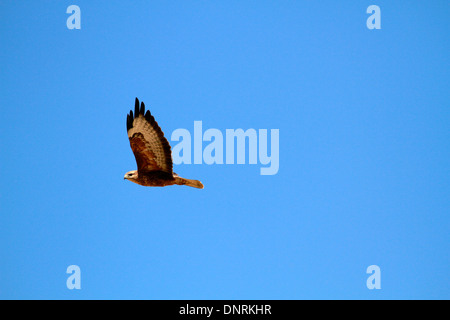 Steppe Buzzard (Buteo vulpinus) in flight in the Boland, South Africa. Stock Photo