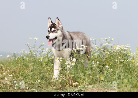 Dog Siberian Husky puppy standing in a meadow Stock Photo