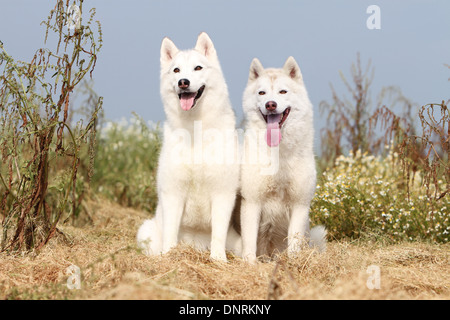 Dog Siberian Husky  two adults sitting in a meadow Stock Photo