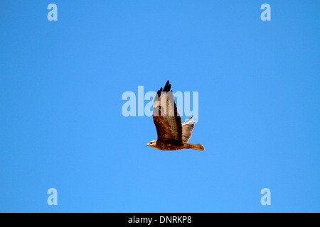 Steppe Buzzard (Buteo vulpinus) in flight in the Boland, South Africa. Stock Photo