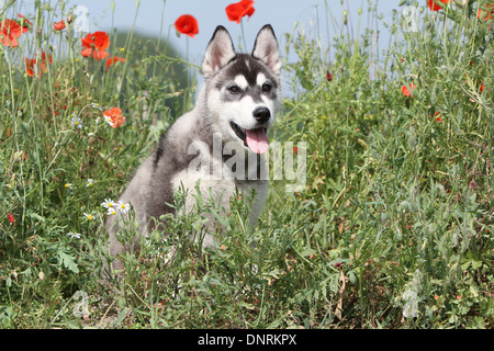 Dog Siberian Husky puppy sitting in a meadow Stock Photo