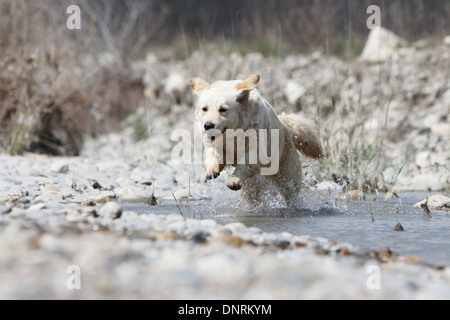 Dog Golden Retriever  /  adult running in a river Stock Photo